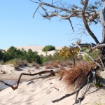 Sand, Sand, Sand: Jockey’s Ridge State Park