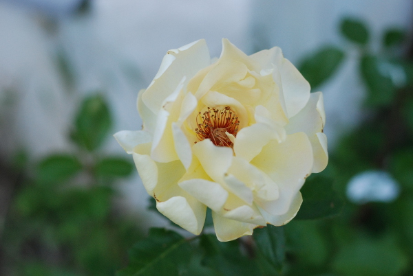 Yellow Rose