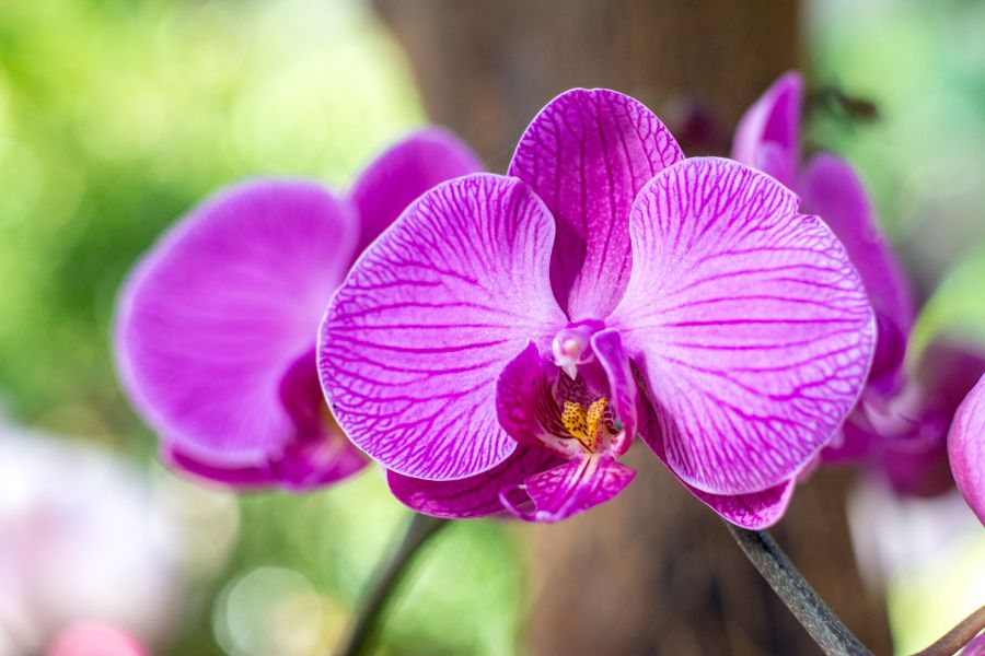 Purple orchids at Longwood Gardens' Orchid Extravaganza in Kennett Square, Pennsylvania.