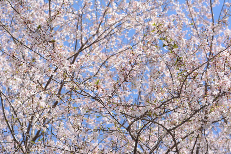 Every year, people gather in Philadelphia's Shofuso in Fairmount Park for Sakura Sunday to celebrate Japanese culture and picnic under the cherry blossoms!