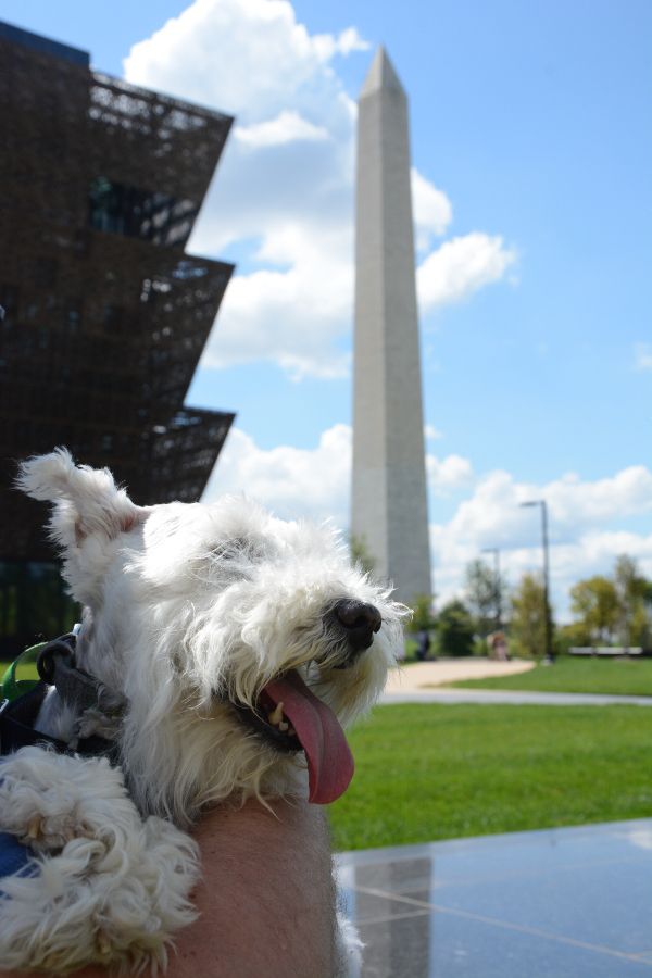 Dog friendly day trip to Washington DC at the National Mall with the Washington Monument and the African American Museum of History and Culture.