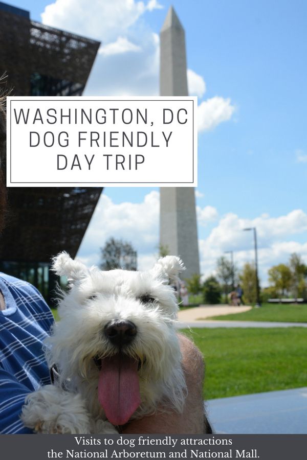 Washington, DC DogFriendly Day Trip Reverberations