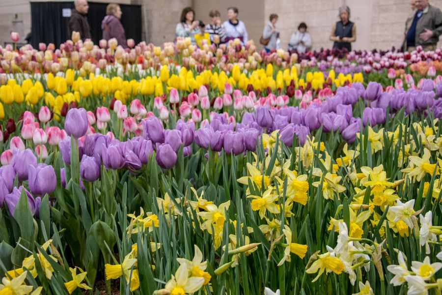Tulips on display at the Philadelphia Flower Show 2018.