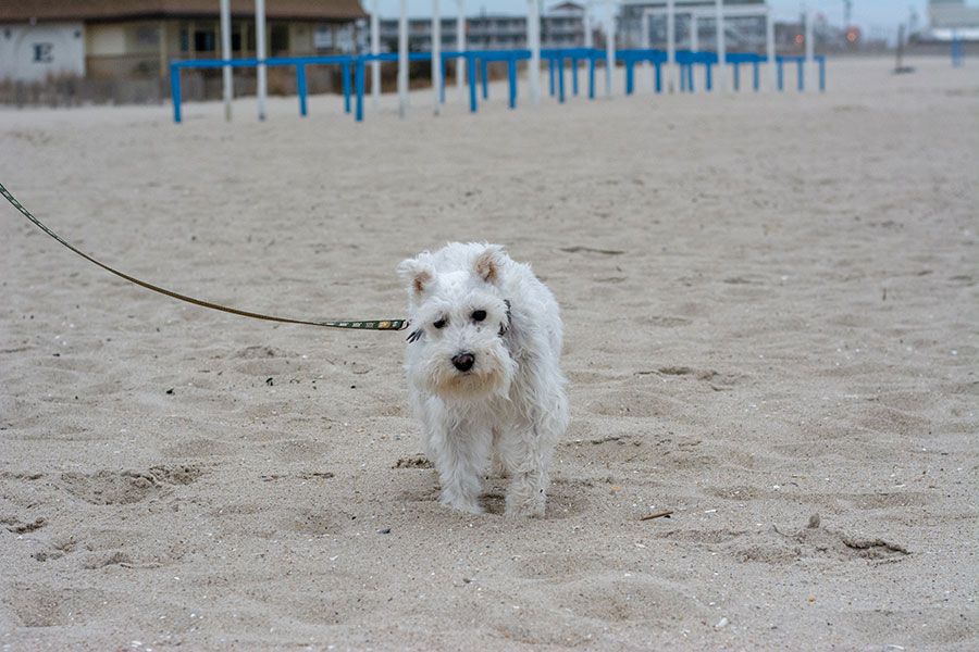 White mini schnauzer walking on the beach in Cape May. The beaches are the best part of a Cape May dog-friendly vacation.