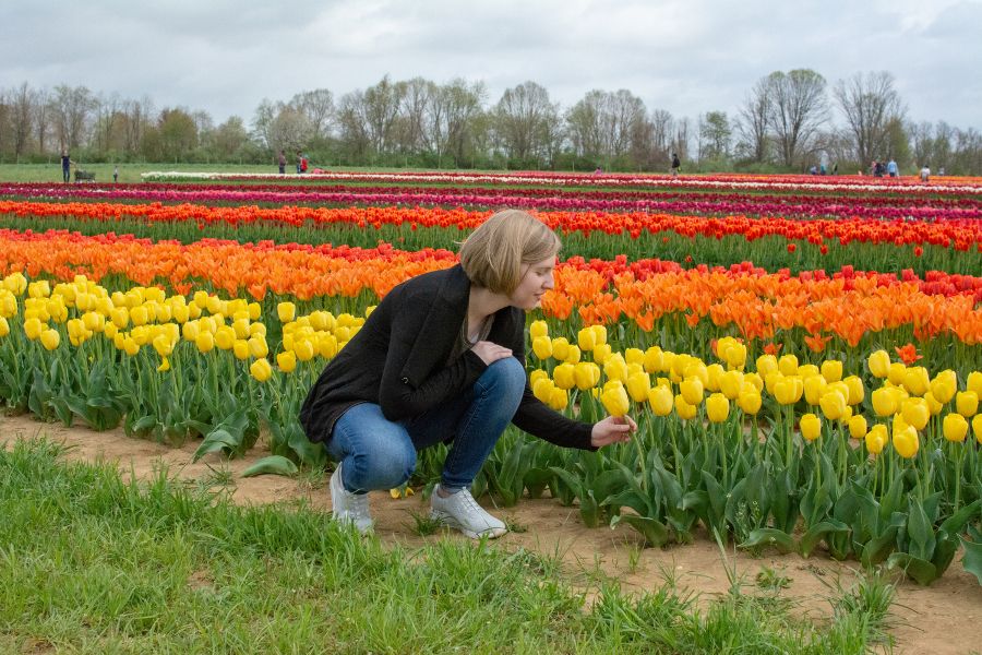 Examining one of the beautiful yellow tulips at Holland Ridge Farms Tulip Festival.