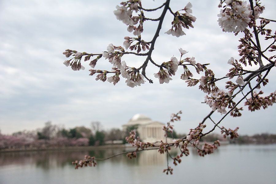 Looking across the Tidal Basin at the Jefferson Memorial during Washington, DC cherry blossoms season.