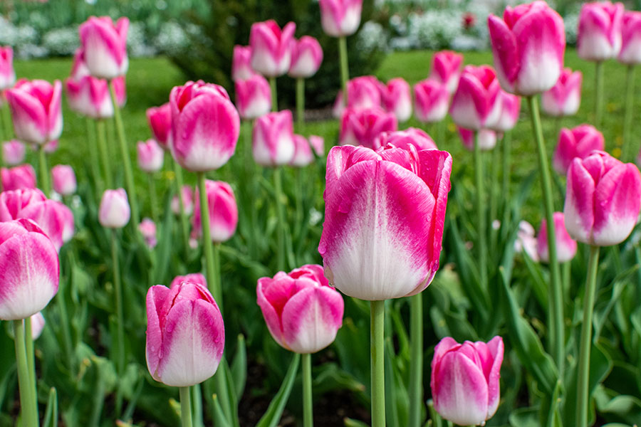 A close up of pink tipped tulips at the Botanical Garden gives a taste of Munich in spring.
