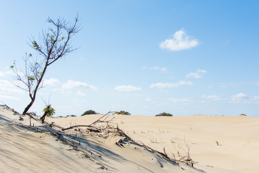Plants growing through the dunes at Jockey's Ridge State Park in the Outer Banks, North Carolina.