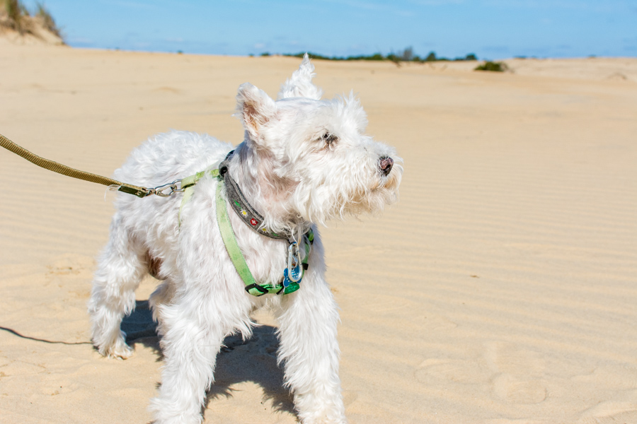 The Outer Banks' Jockey's Ridge State Park is a dog-friendly attraction that's free to visit.