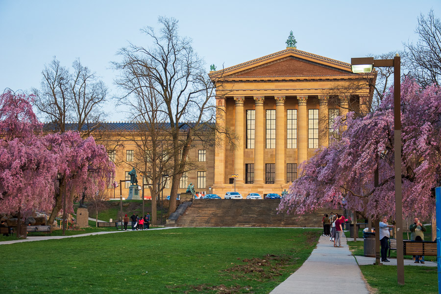 The western side of the Philadelphia Museum of Art is framed in Philadelphia cherry blossoms.