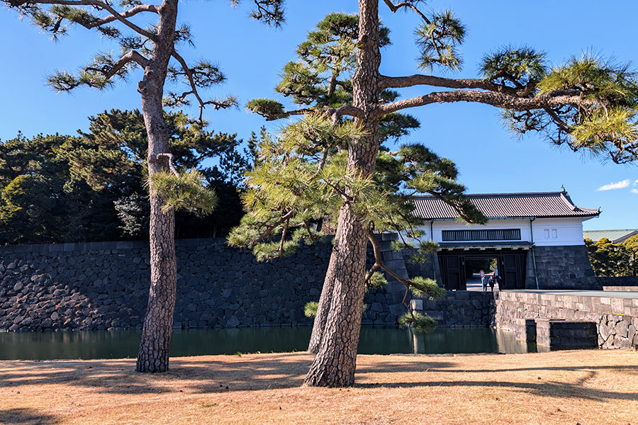 Two large Japanese black pine trees in front of the historic Kikyomon Gate, with its stone walls and moat, at the Tokyo Imperial Palace.