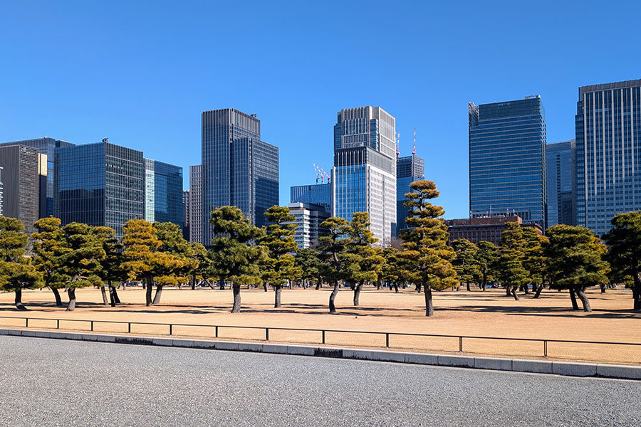 The striking contrast of manicured Japanese black pine trees in the Tokyo Imperial Palace East Garden against the modern skyline of the Marunouchi district.