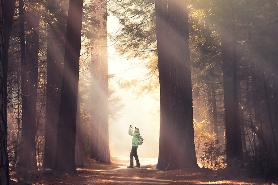 A cinematic wide shot of a lush, green German forest from the documentary The Hidden Life of Trees, showcasing the natural beauty of Germany's woodlands.